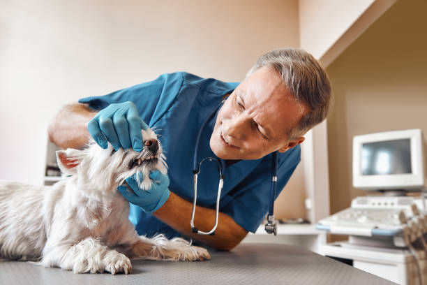 Best Tooth Infection Emergency Dentist  in Lovell, WY